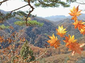 白小姐一肖一碼100正確，最新答案解釋落實(shí)_V56.83.31