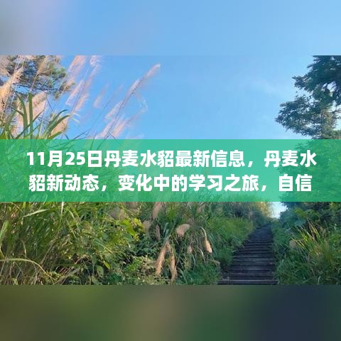 11月25日丹麥水貂最新信息，丹麥水貂新動態(tài)，變化中的學習之旅，自信與成就感的源泉