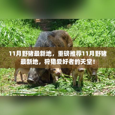 11月野豬最新狩獵地推薦，狩獵愛好者的天堂！