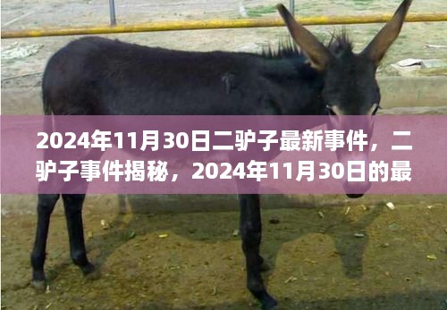 二驢子事件揭秘，最新篇章揭曉于2024年11月30日