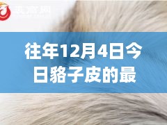 12月4日貉子皮最新價(jià)格及歷年趨勢(shì)解析，市場(chǎng)動(dòng)態(tài)一覽