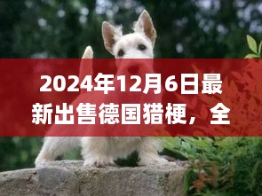 最新德國獵梗犬全面評測與出售信息，特性、競品對比及目標用戶分析（2024年最新版）