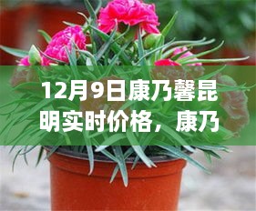 昆明康乃馨實(shí)時(shí)價(jià)格與市場波動(dòng)分析，多元觀點(diǎn)探討（12月9日）