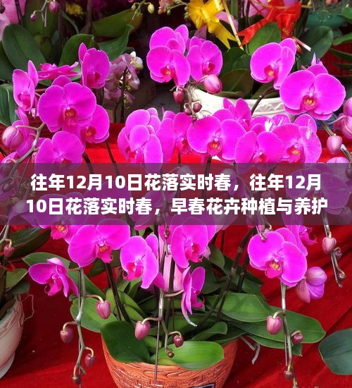 早春花卉種植與養(yǎng)護(hù)全攻略，12月10日花落實(shí)時(shí)春的種植與養(yǎng)護(hù)指南