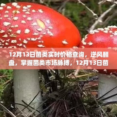 掌握菌類市場(chǎng)脈搏，12月13日菌類實(shí)時(shí)價(jià)格查詢及其啟示