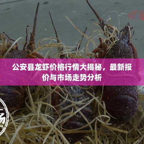 公安縣龍蝦價格行情大揭秘，最新報價與市場走勢分析