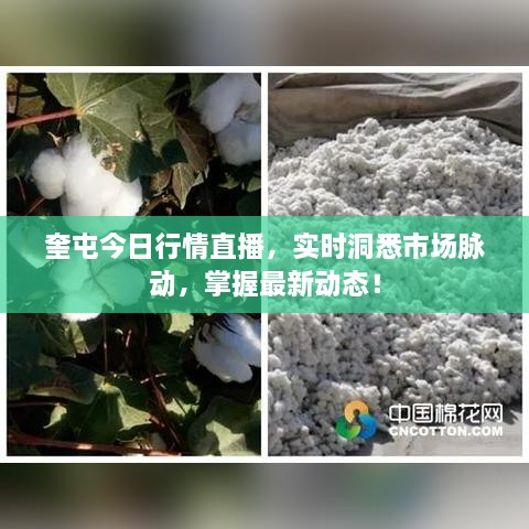 奎屯今日行情直播，實時洞悉市場脈動，掌握最新動態(tài)！