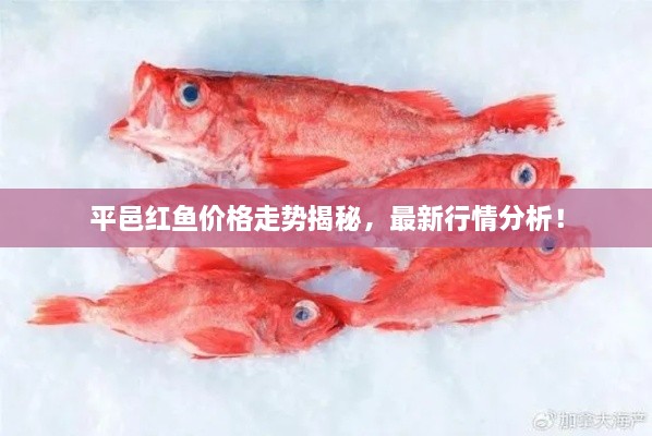 平邑紅魚價格走勢揭秘，最新行情分析！