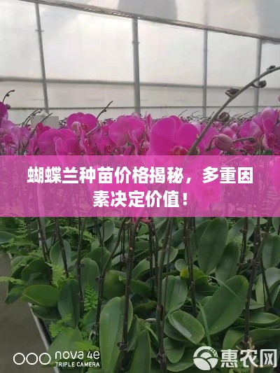 蝴蝶蘭種苗價格揭秘，多重因素決定價值！