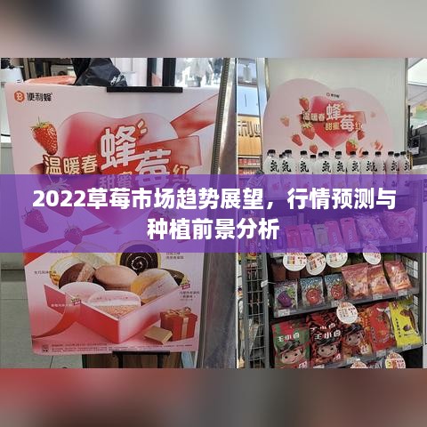 2022草莓市場趨勢展望，行情預(yù)測與種植前景分析