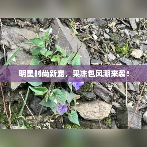 明星時尚新寵，果凍包風(fēng)潮來襲！