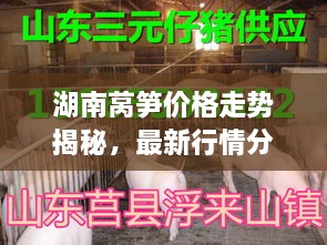 湖南萵筍價格走勢揭秘，最新行情分析與市場動態(tài)