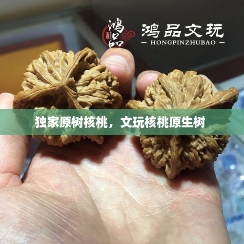 獨家原樹核桃，文玩核桃原生樹 