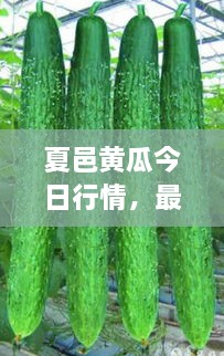 夏邑黃瓜今日行情，最新價格一網(wǎng)打盡