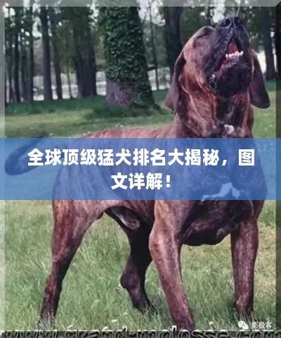 全球頂級猛犬排名大揭秘，圖文詳解！