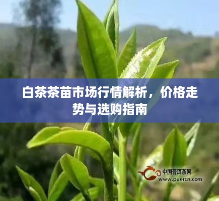 白茶茶苗市場行情解析，價格走勢與選購指南