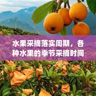 水果采摘落實周期，各種水果的季節(jié)采摘時間書 