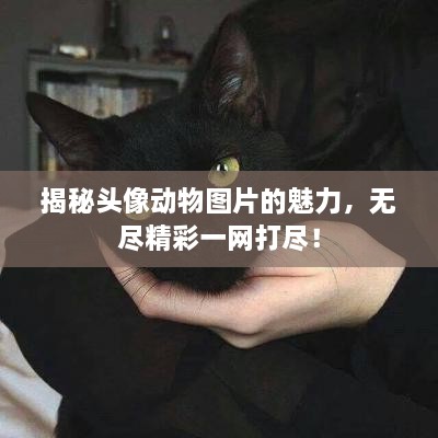 揭秘頭像動物圖片的魅力，無盡精彩一網(wǎng)打盡！