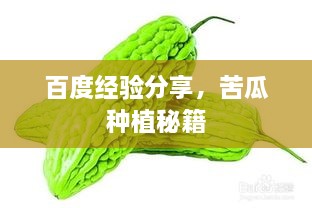 百度經(jīng)驗(yàn)分享，苦瓜種植秘籍