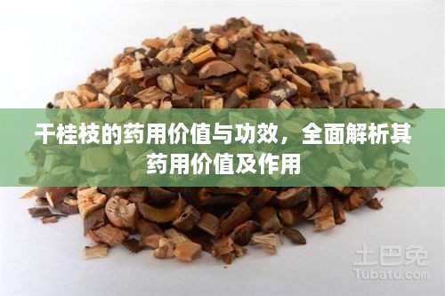 干桂枝的藥用價(jià)值與功效，全面解析其藥用價(jià)值及作用