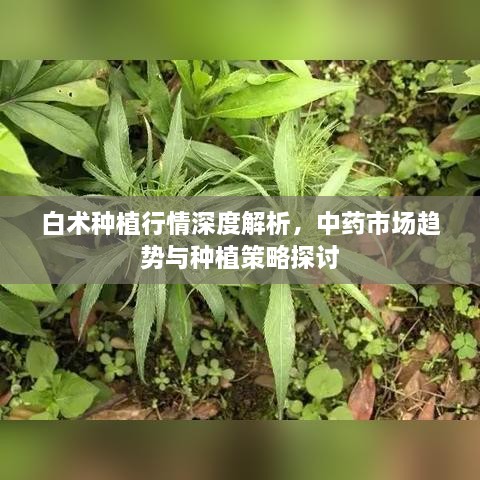 白術(shù)種植行情深度解析，中藥市場趨勢與種植策略探討