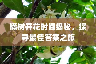 橘樹(shù)開(kāi)花時(shí)間揭秘，探尋最佳答案之旅