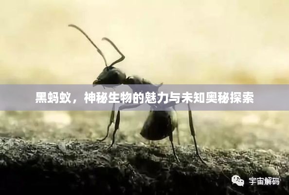 黑螞蟻，神秘生物的魅力與未知奧秘探索