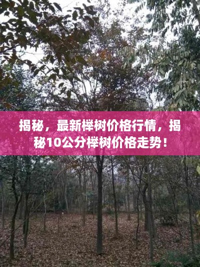 揭秘，最新櫸樹價格行情，揭秘10公分櫸樹價格走勢！