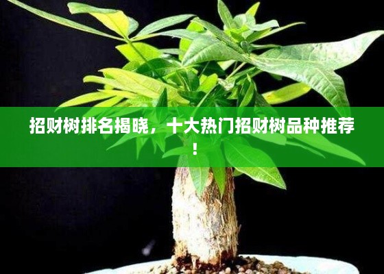 招財(cái)樹排名揭曉，十大熱門招財(cái)樹品種推薦！